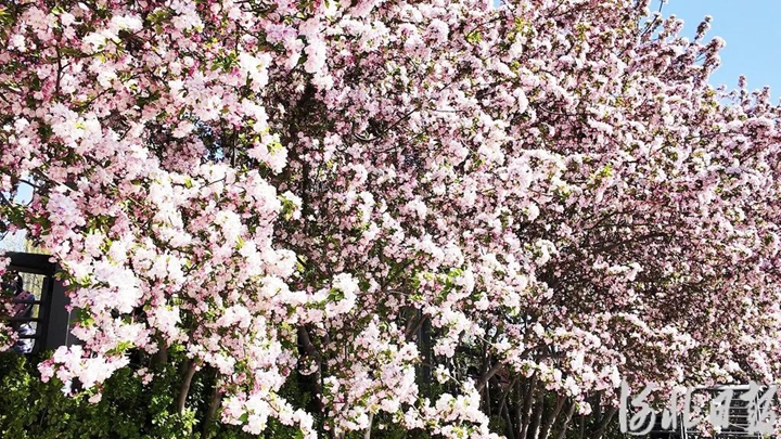 大钊公园海棠盛放，市民打卡春日美景