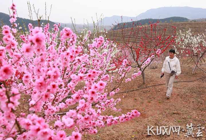 图为游客在赏花 李少华 摄.jpg