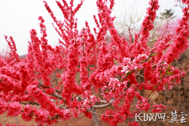 图为新庄子镇桃花 李少华 摄.jpg